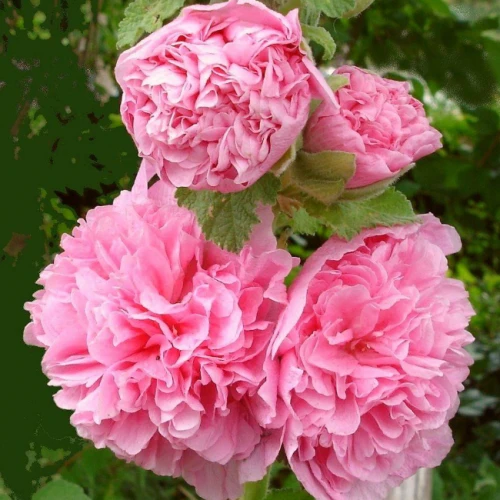 Double Pink